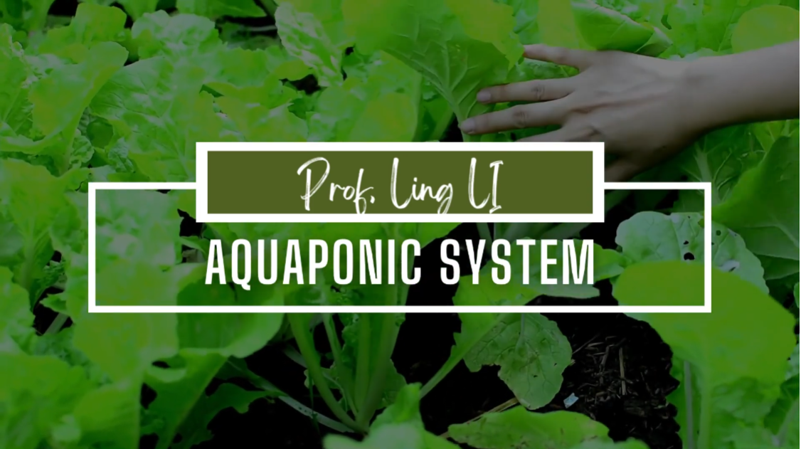 Aquaponics in HKUST