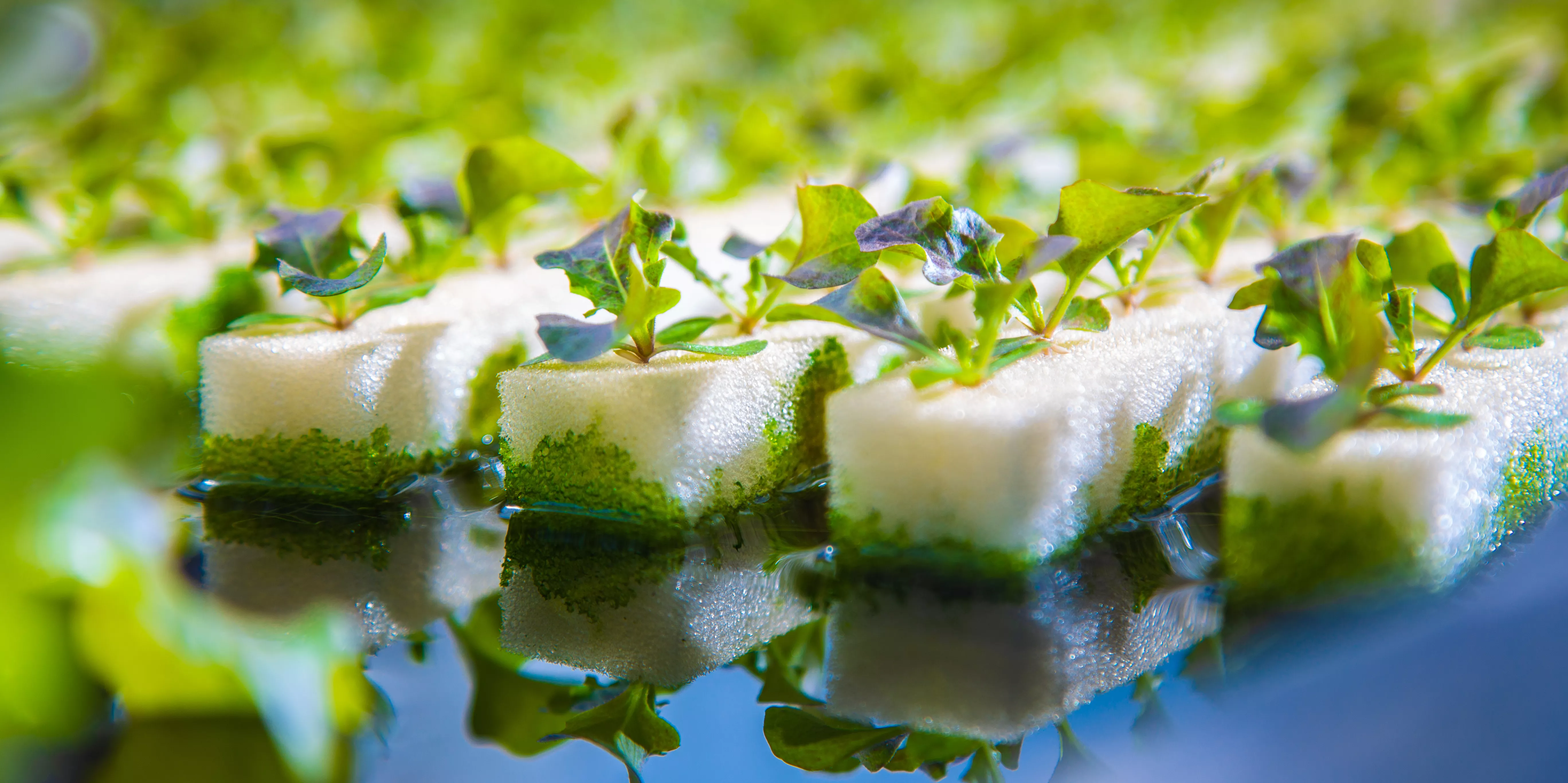 Aquaponics in HKUST