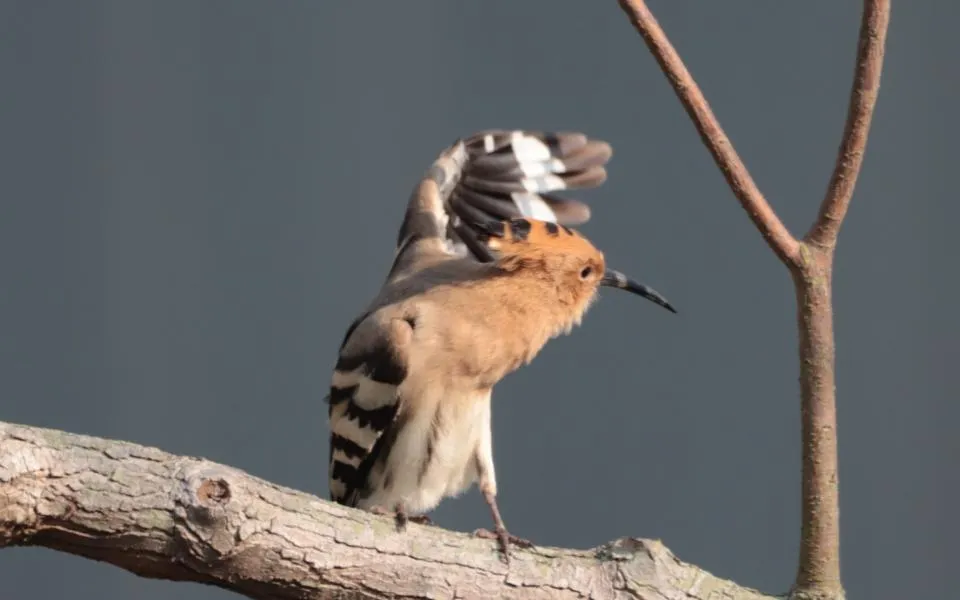 You Will See a Hoopoe