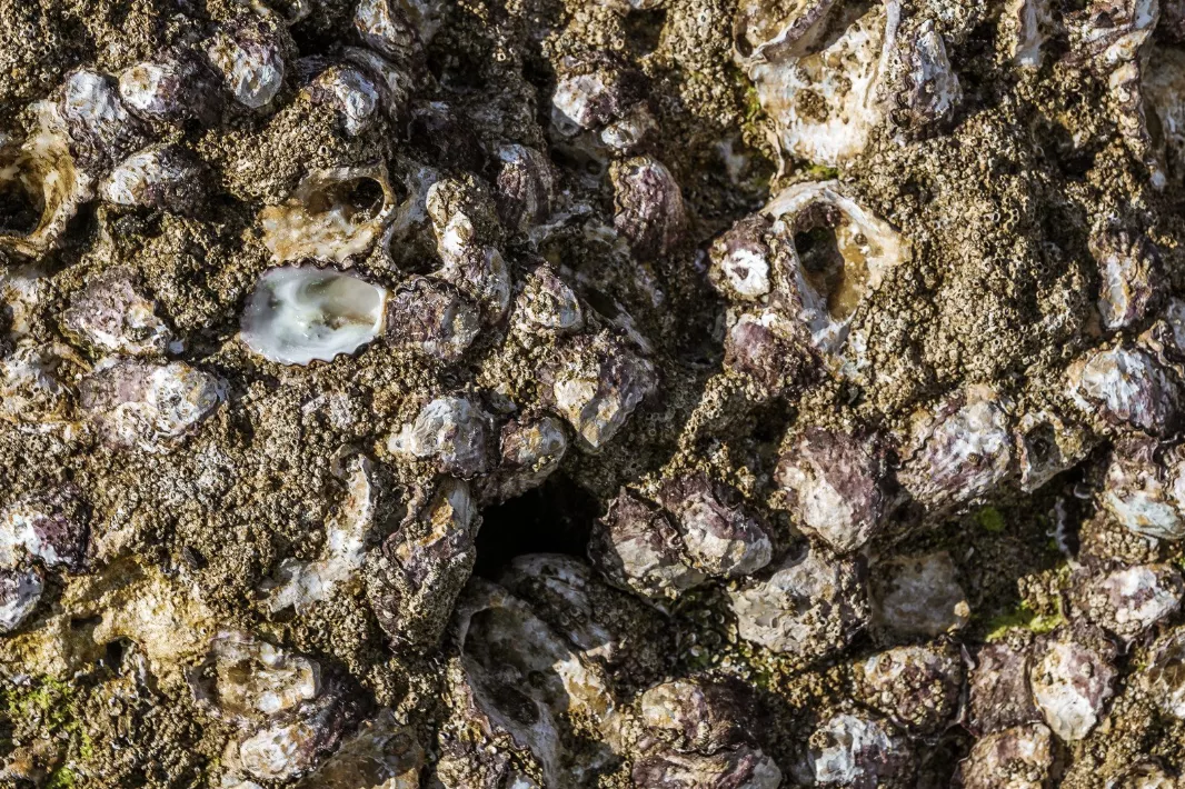 Restoring Marine Ecosystems with Smart Oyster Reefs