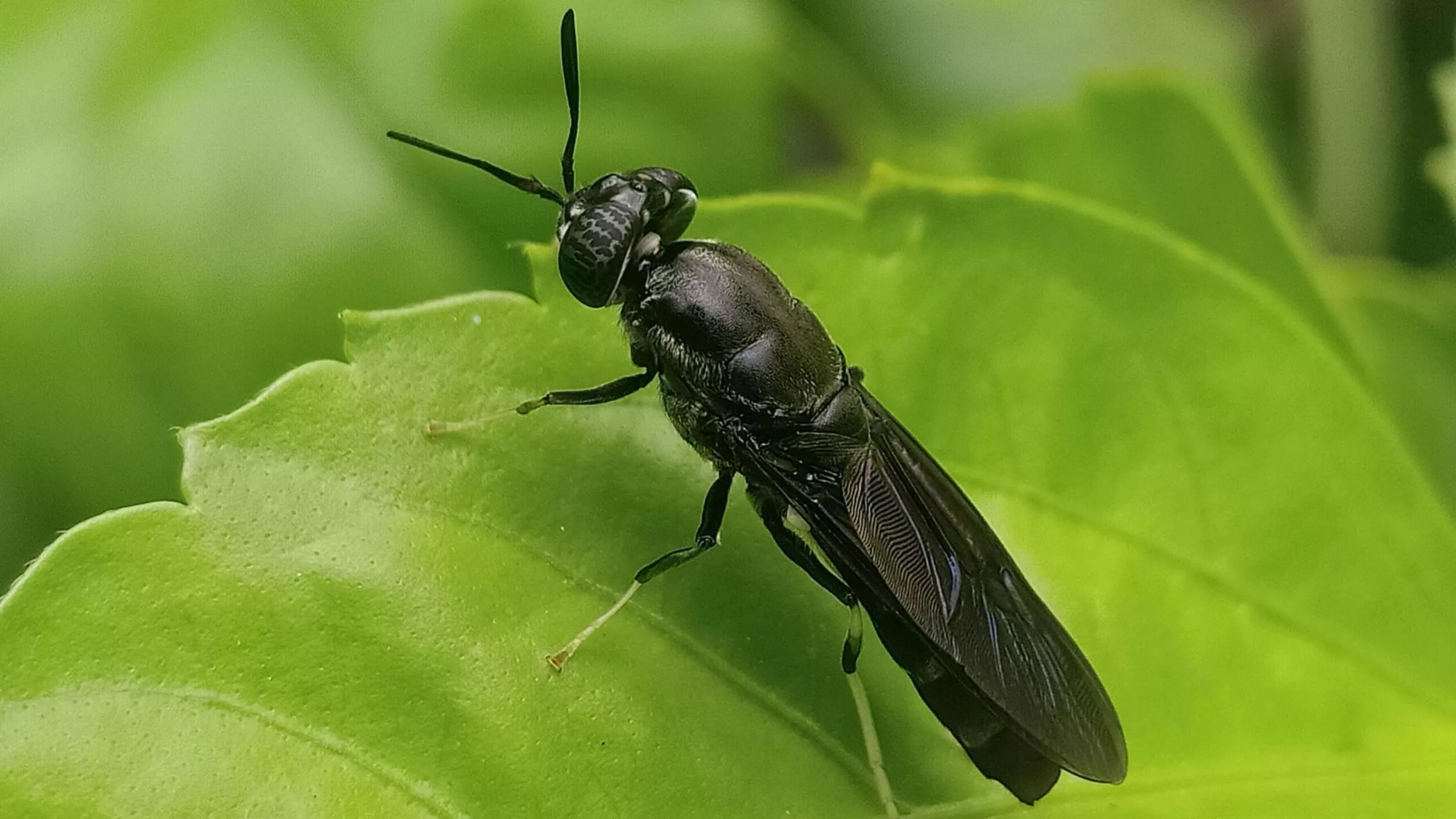 Black Soldier Fly Bin – the natural decarbonize solution to upcycle food waste into organic fertilizer to promote the circular food system