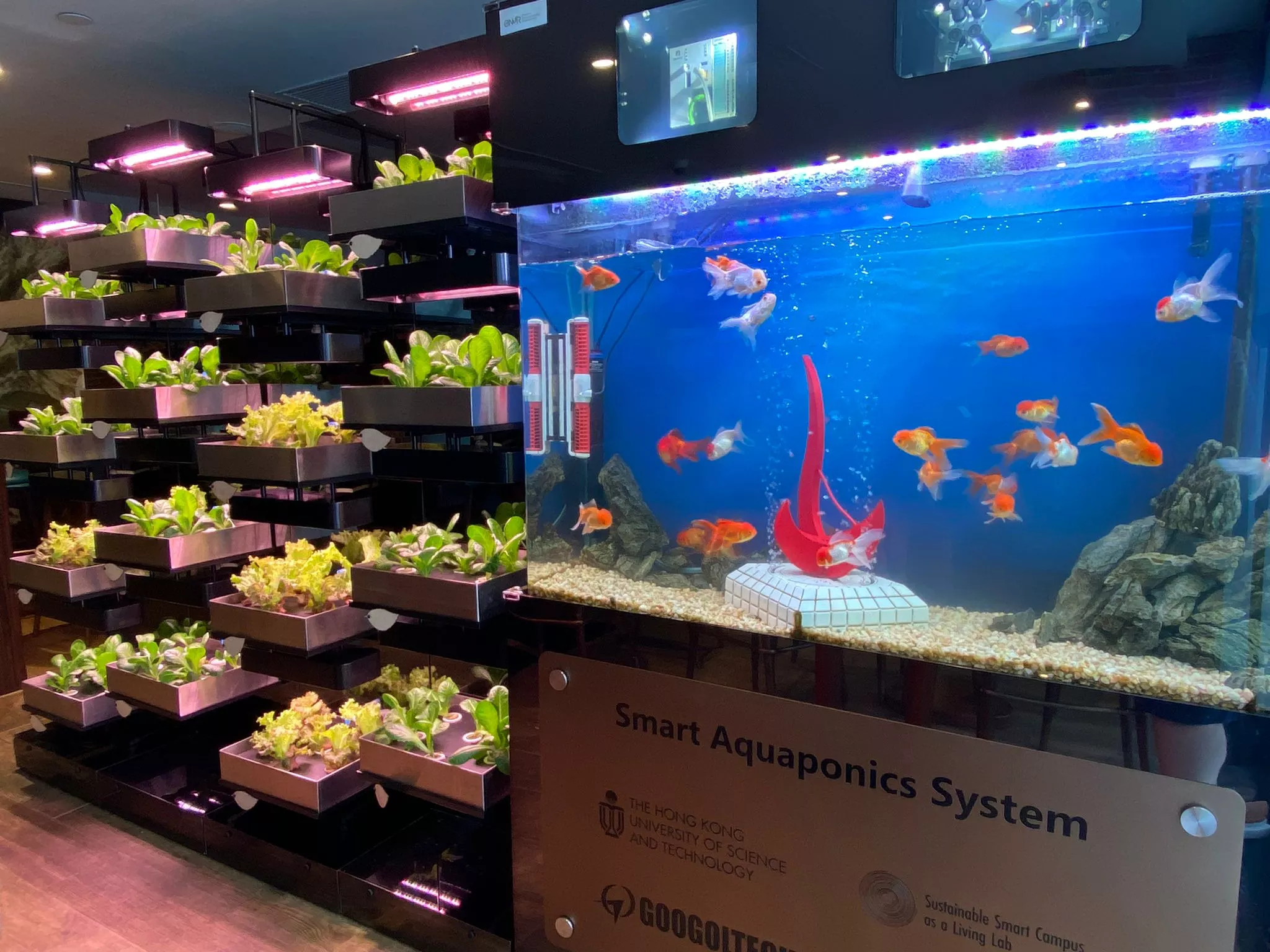 Aquaponics in HKUST